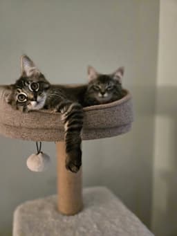 Lawrence Michaelmust Be Adopted With Lily May image 4