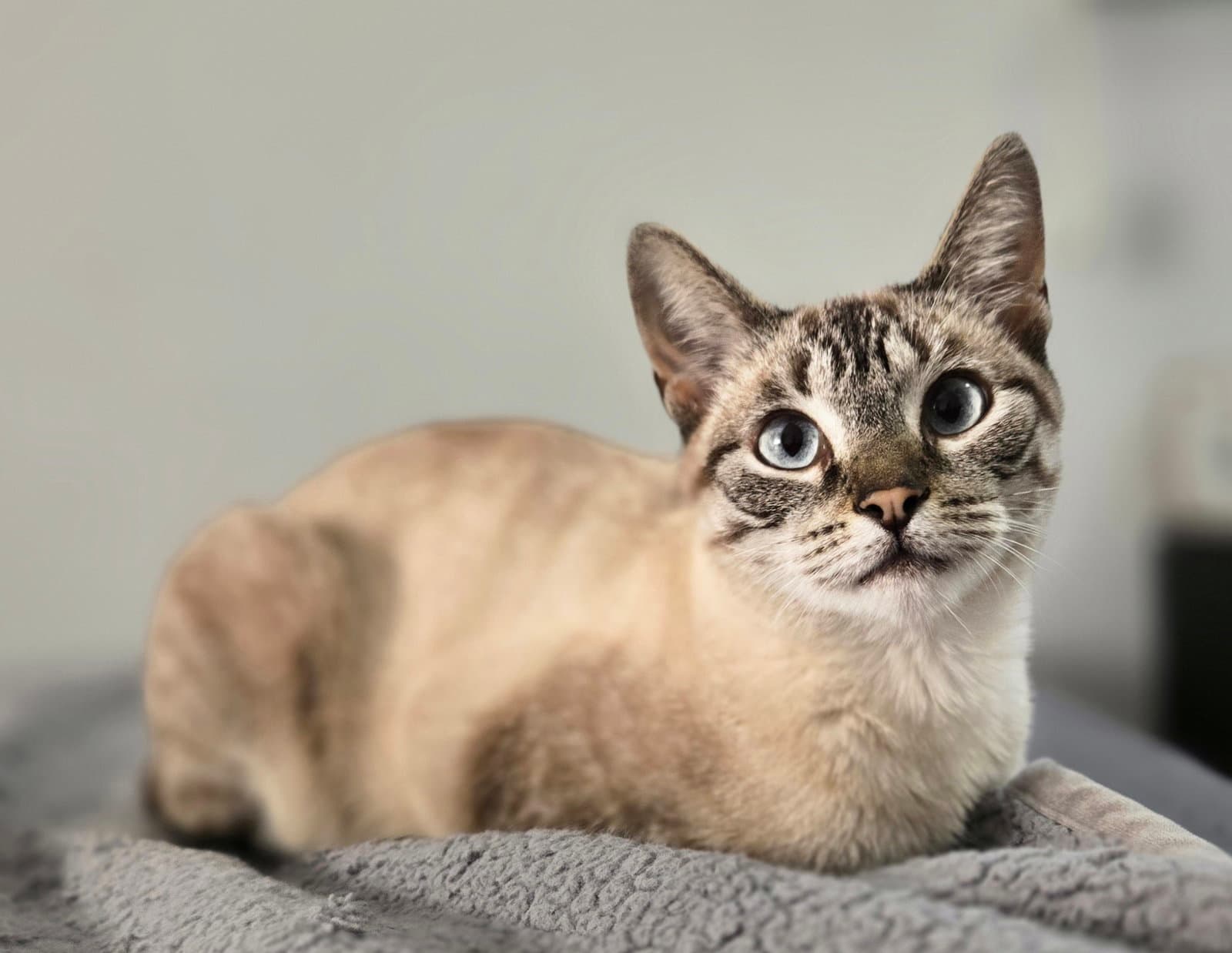 Violet - Siamese