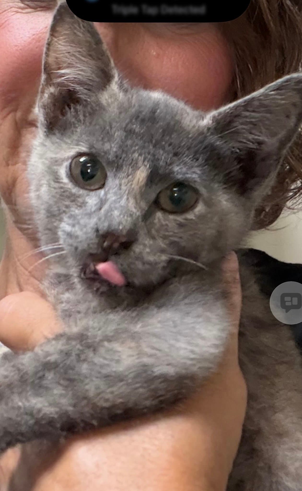 Jill - Domestic Short Hair