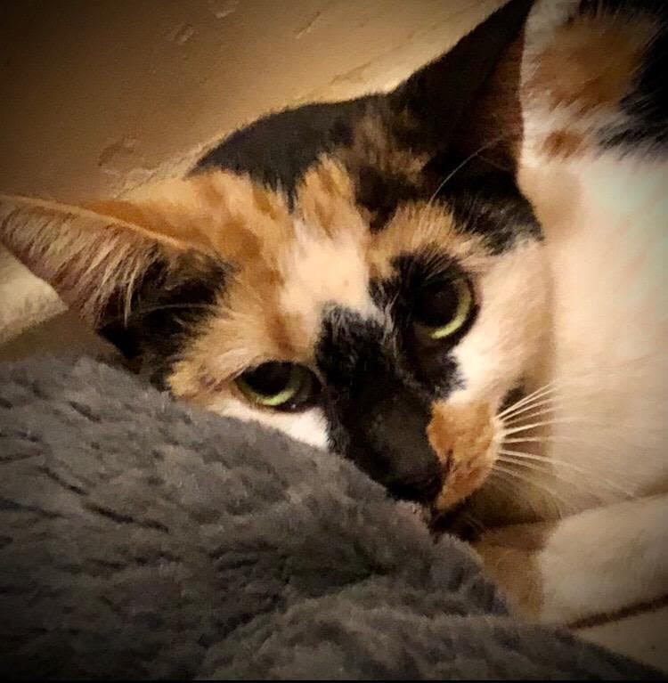 Meecha - Calico