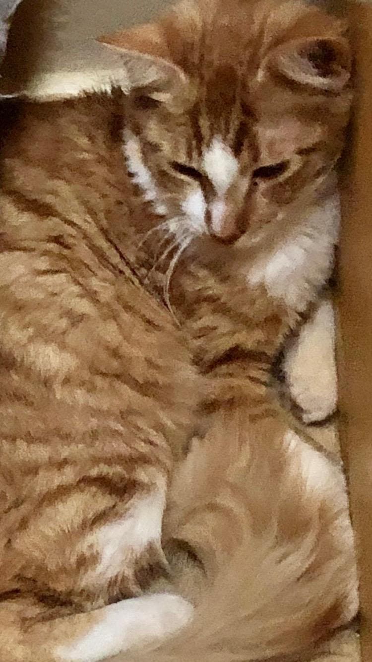 Kamoote - Tabby