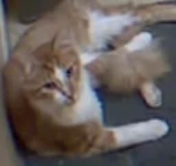 Kamoote image 2