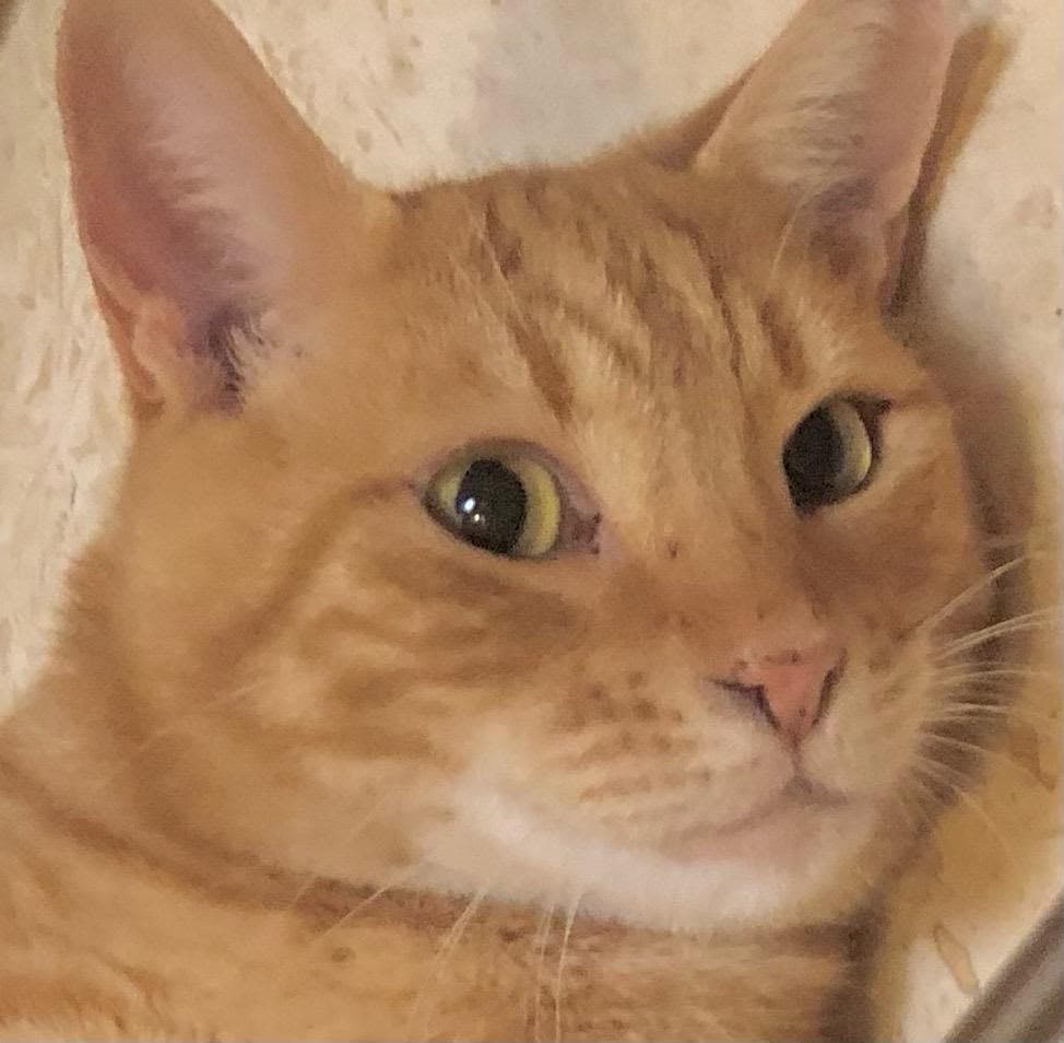 Teddy - Tabby