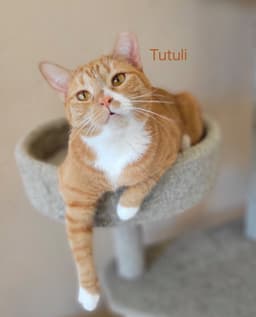 Tutuli image 2