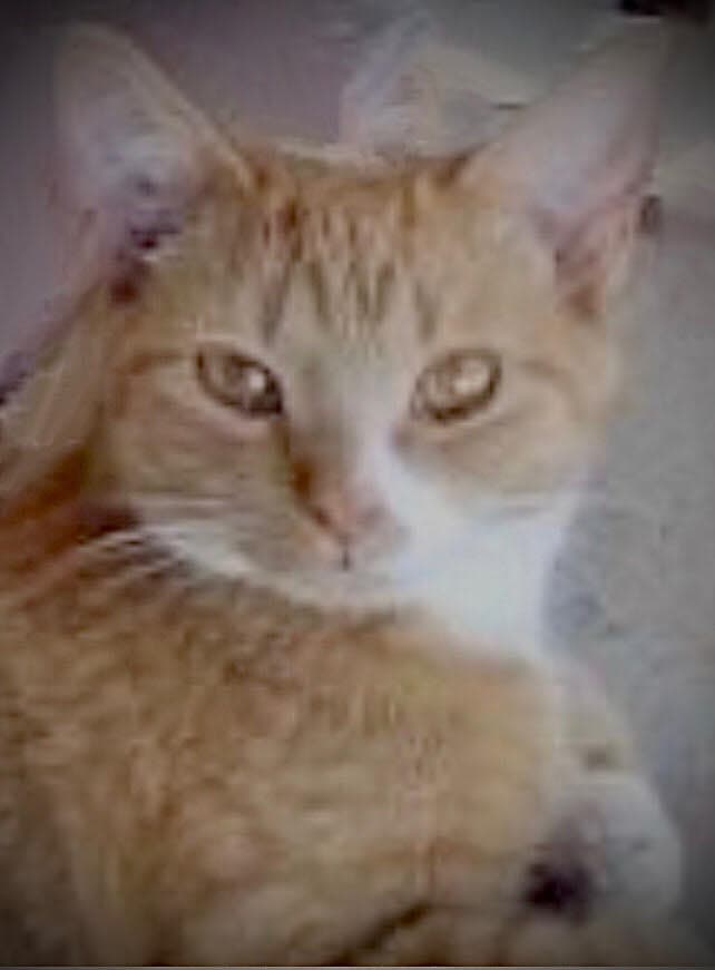 Tutuli - Tabby