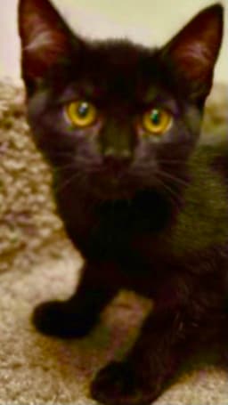 Lola image 1