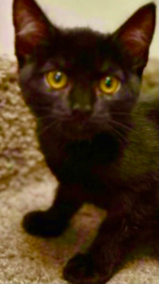 Lola - Domestic Short Hair