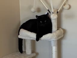 Lucas image 1