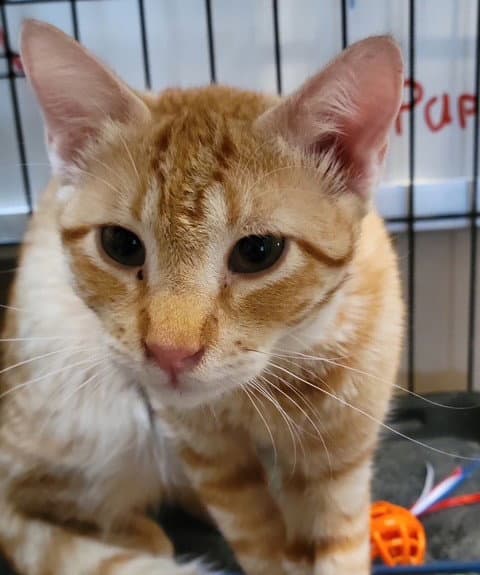 Newman - Domestic Short Hair