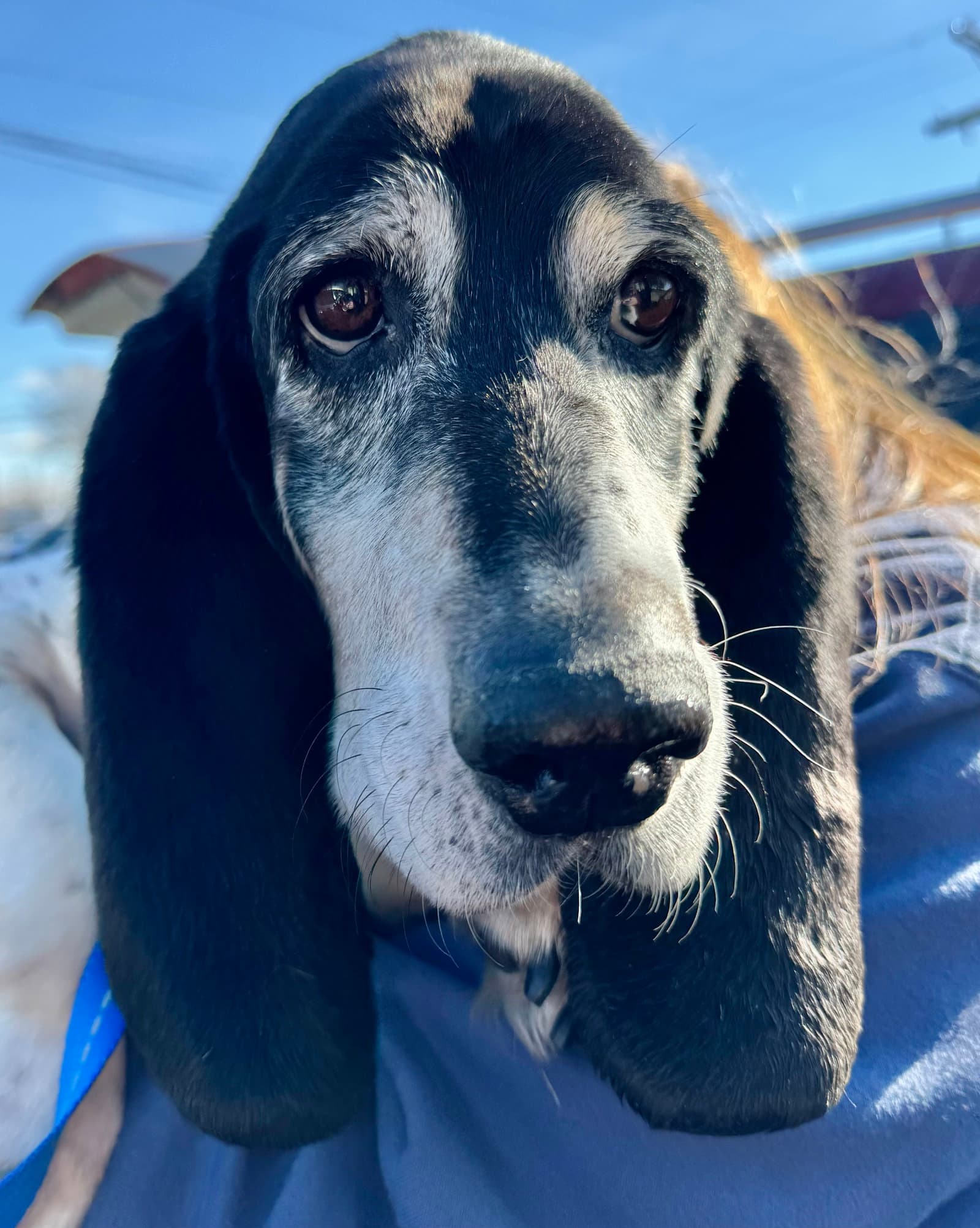 Skeeter - Basset Hound