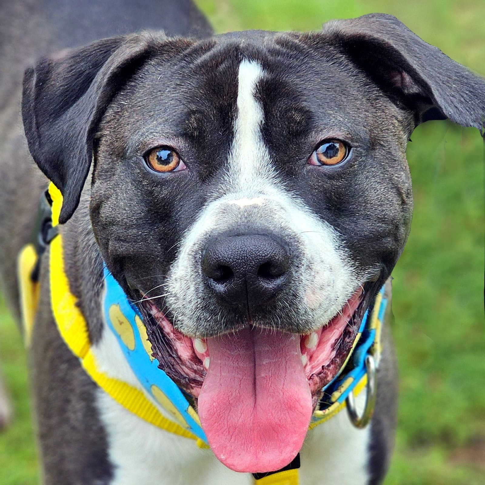 Steven Tyler - Pit Bull Terrier