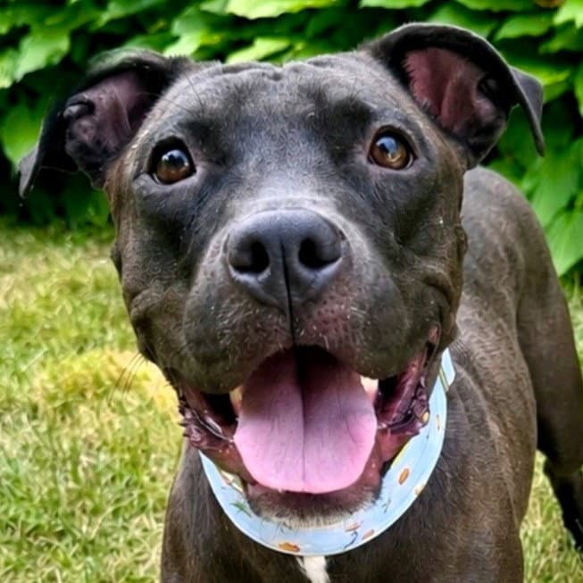 Banyon - Pit Bull Terrier