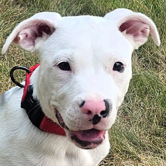 Freddy - Pit Bull Terrier