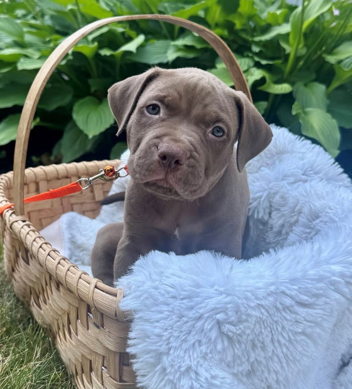 Cedar - Pit Bull Terrier