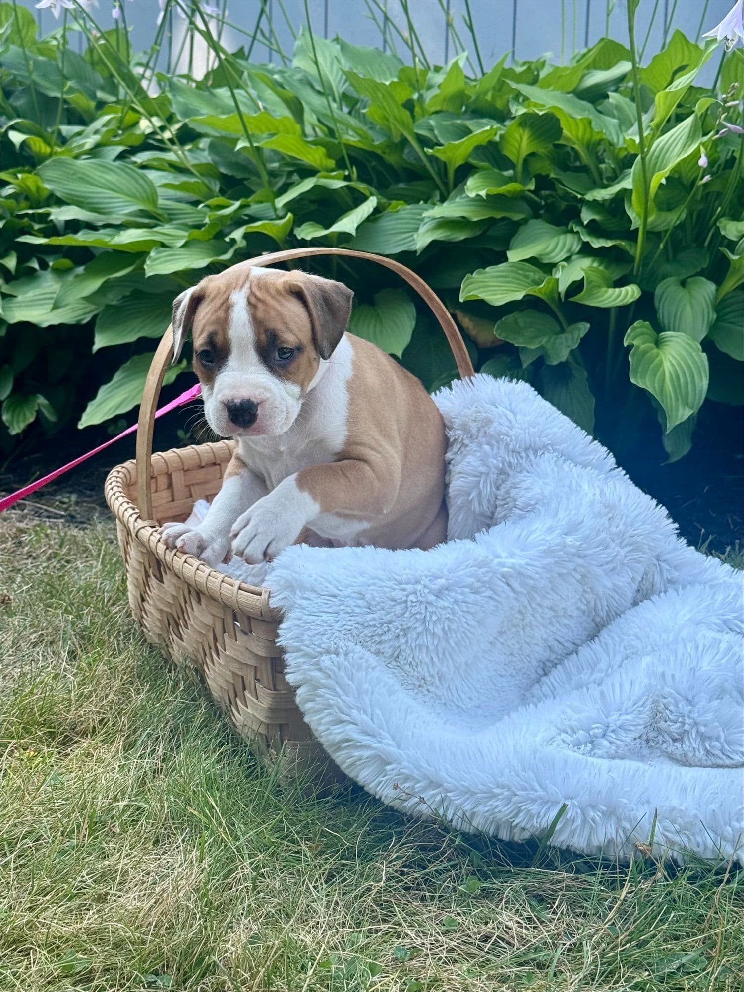 Willow - Pit Bull Terrier