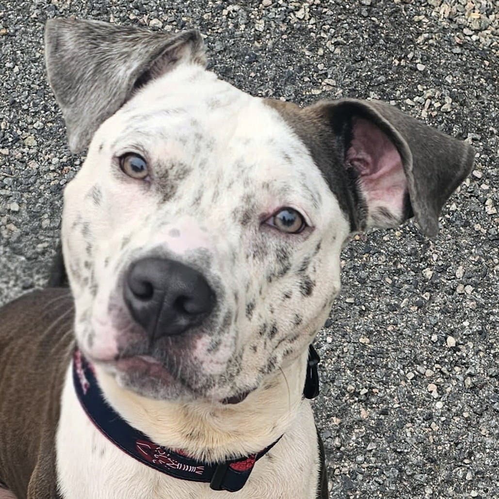 Milo - Pit Bull Terrier
