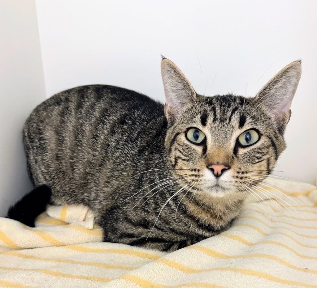 Cosmo - Domestic Short Hair