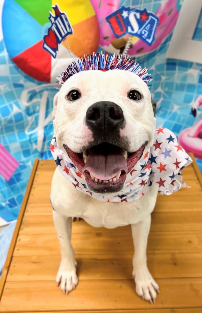Ozzy - Pit Bull Terrier