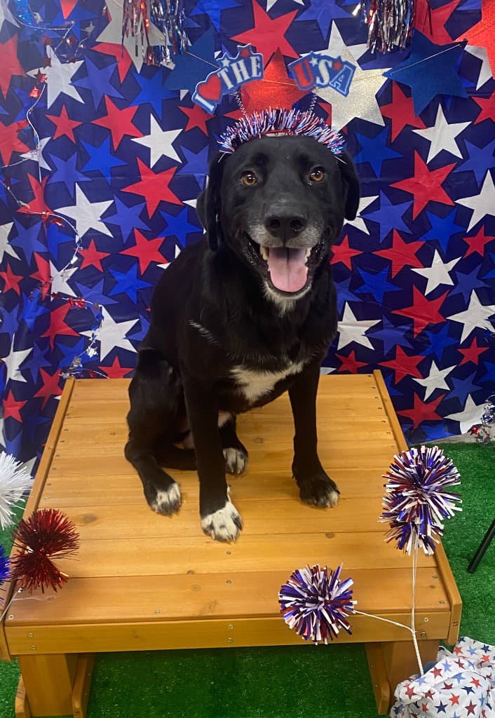 Gordy - Labrador Retriever