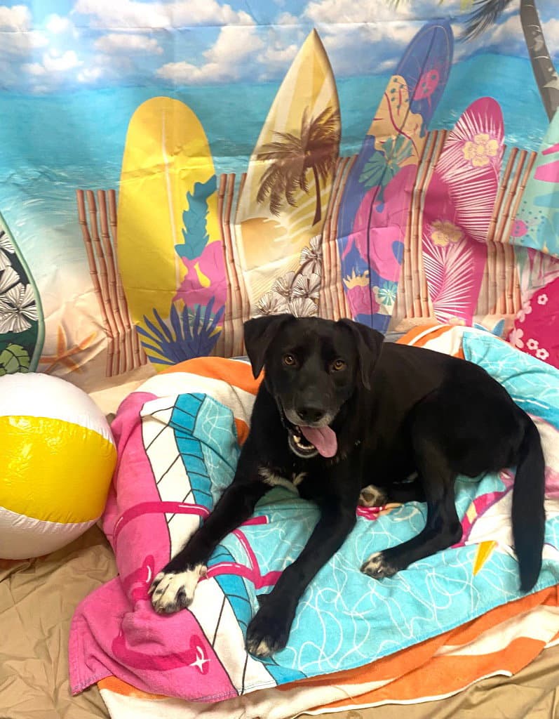 Gordy - Labrador Retriever