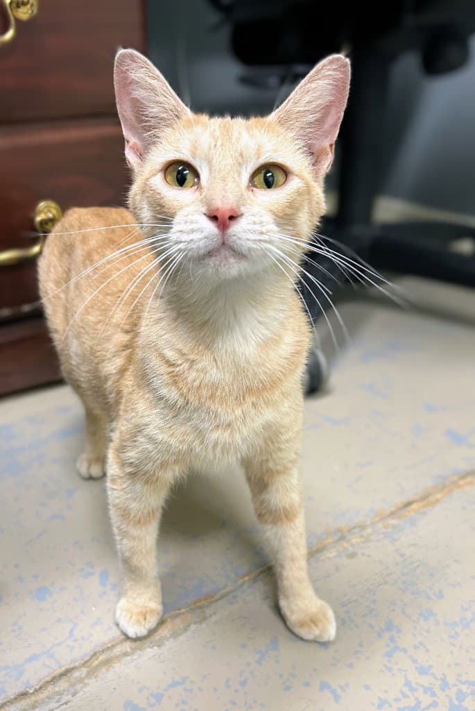 Sunny - Domestic Short Hair