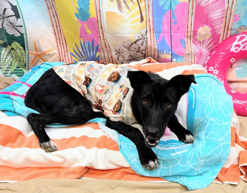 Leslie - Labrador Retriever