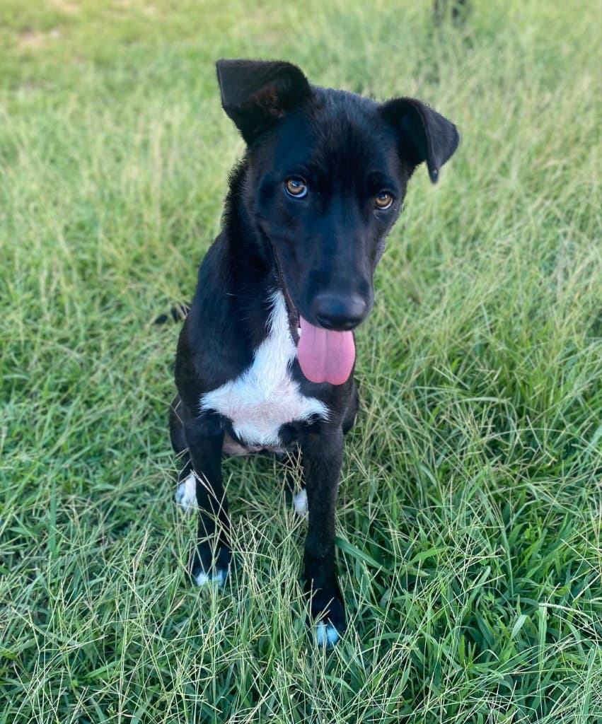 Leslie - Labrador Retriever