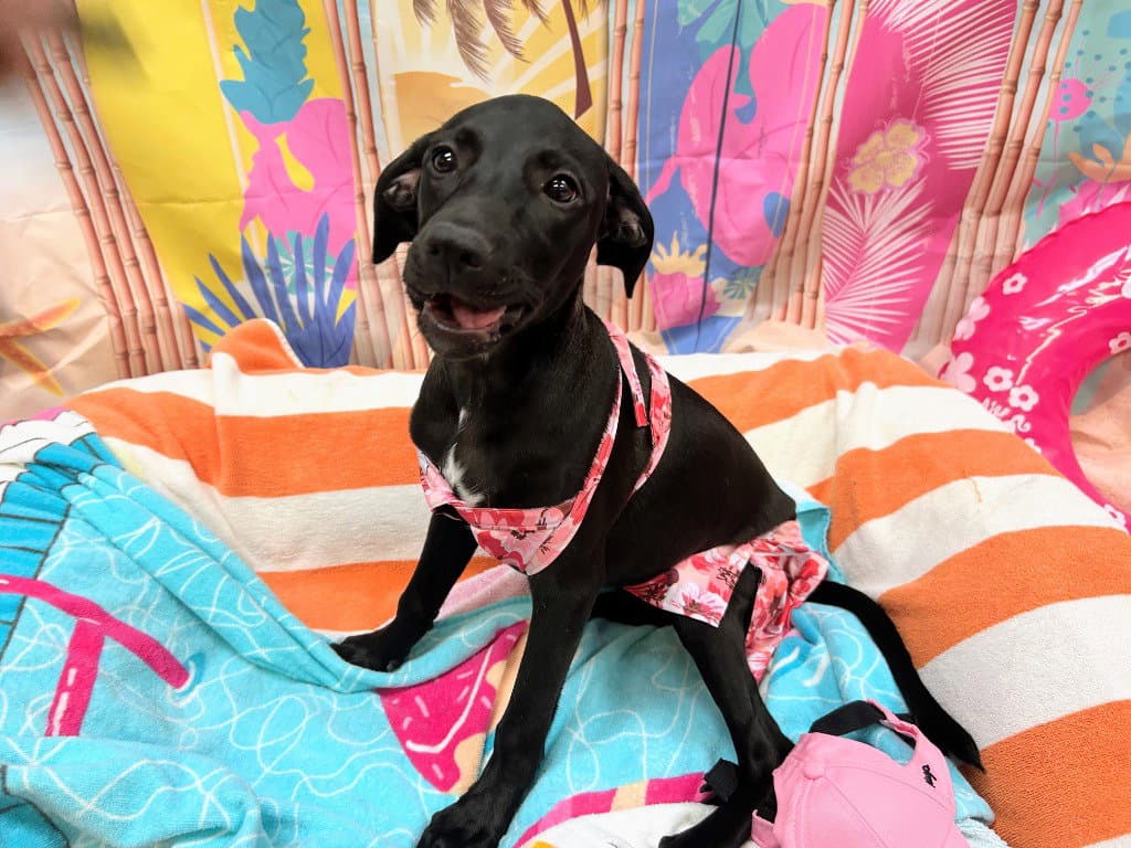Ham - Labrador Retriever