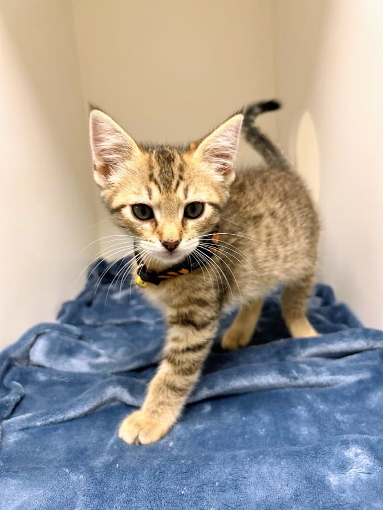 Wisp - Domestic Short Hair