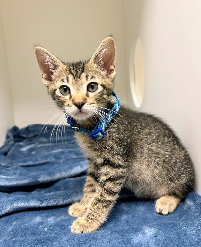 Warlock - Domestic Short Hair