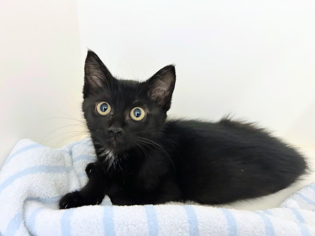 Tori - Domestic Short Hair