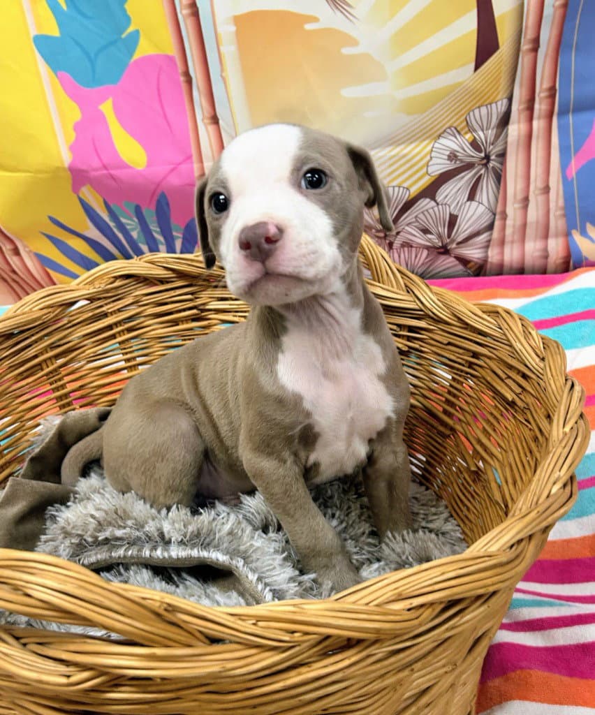 Cypress - Pit Bull Terrier