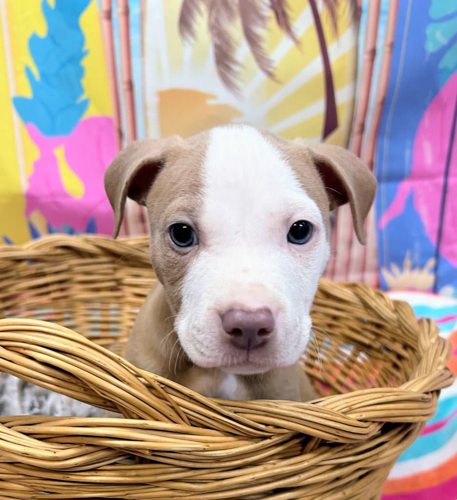 Hawthorn - Pit Bull Terrier