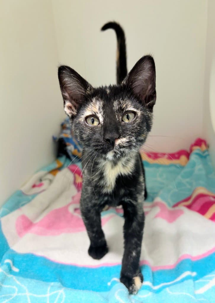 Eclipse - Domestic Short Hair
