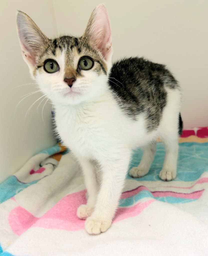 Levee - Domestic Short Hair