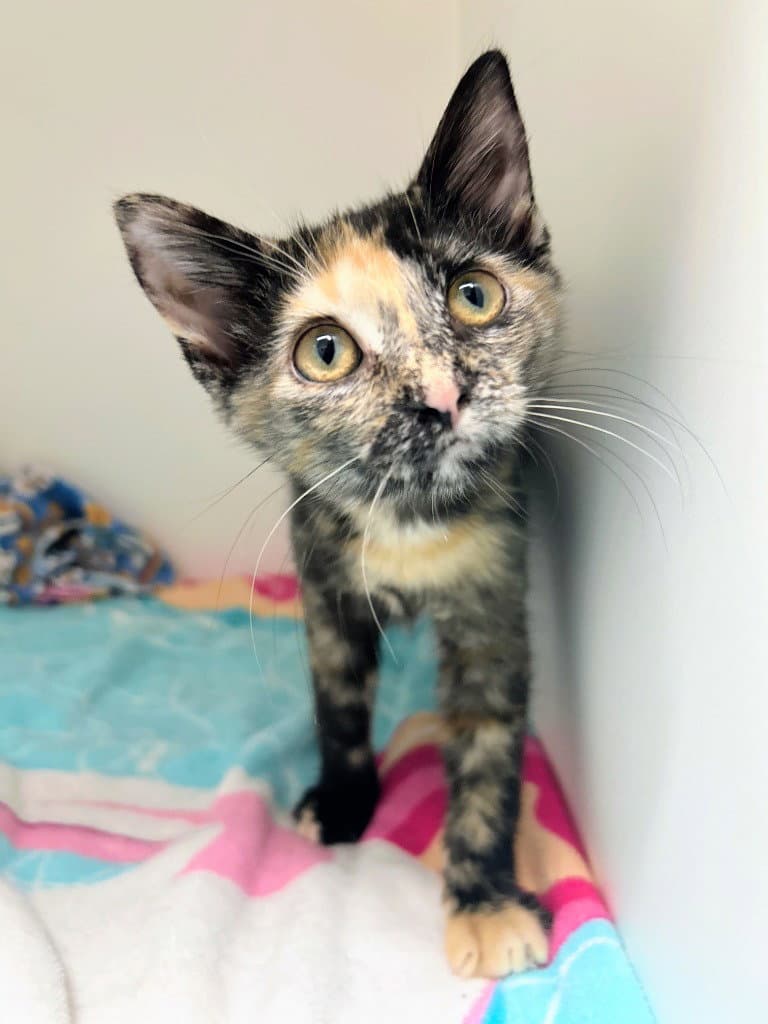 Tammy - Domestic Short Hair