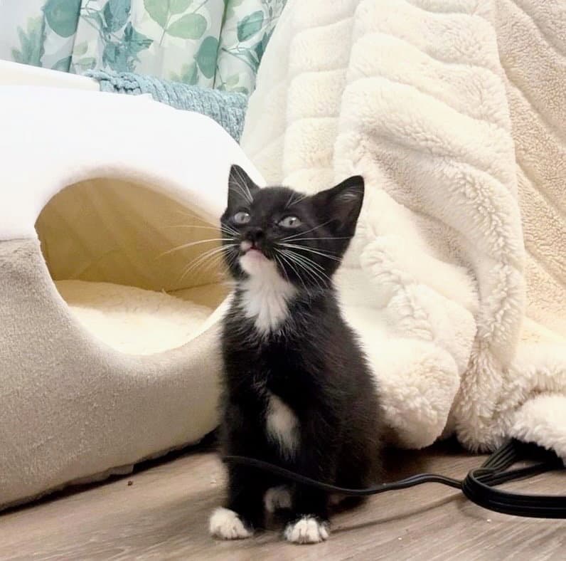Moose - Domestic Short Hair