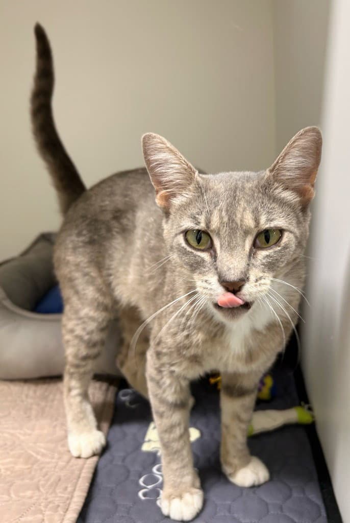 Roo - Domestic Short Hair