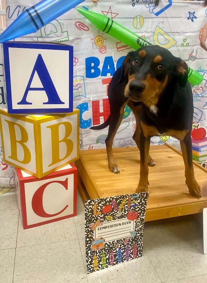 Prince - Doberman Pinscher