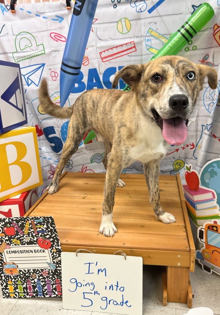 Disco - Catahoula Leopard Dog