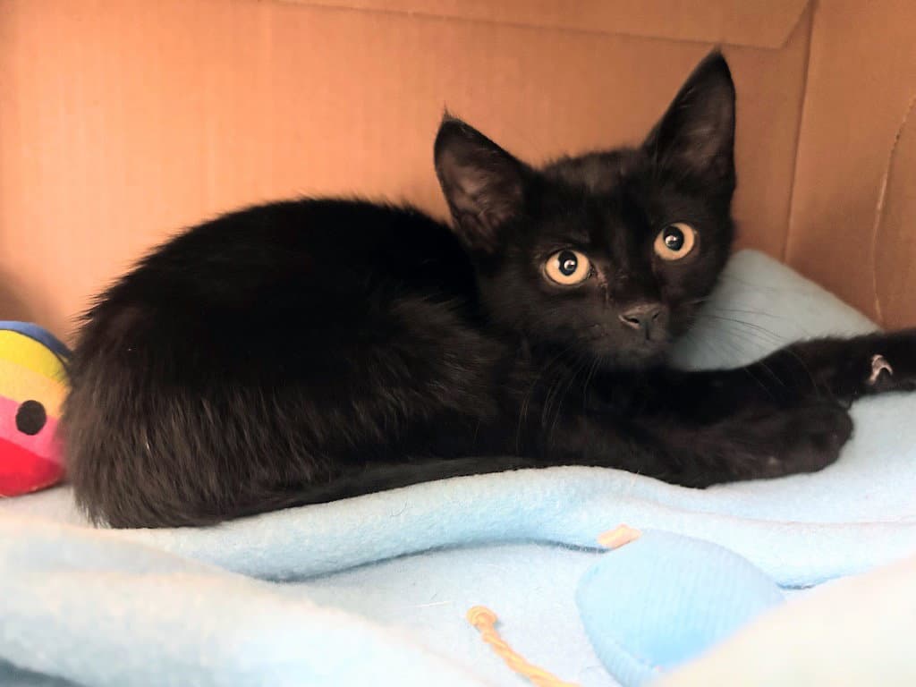 Todd - Domestic Short Hair
