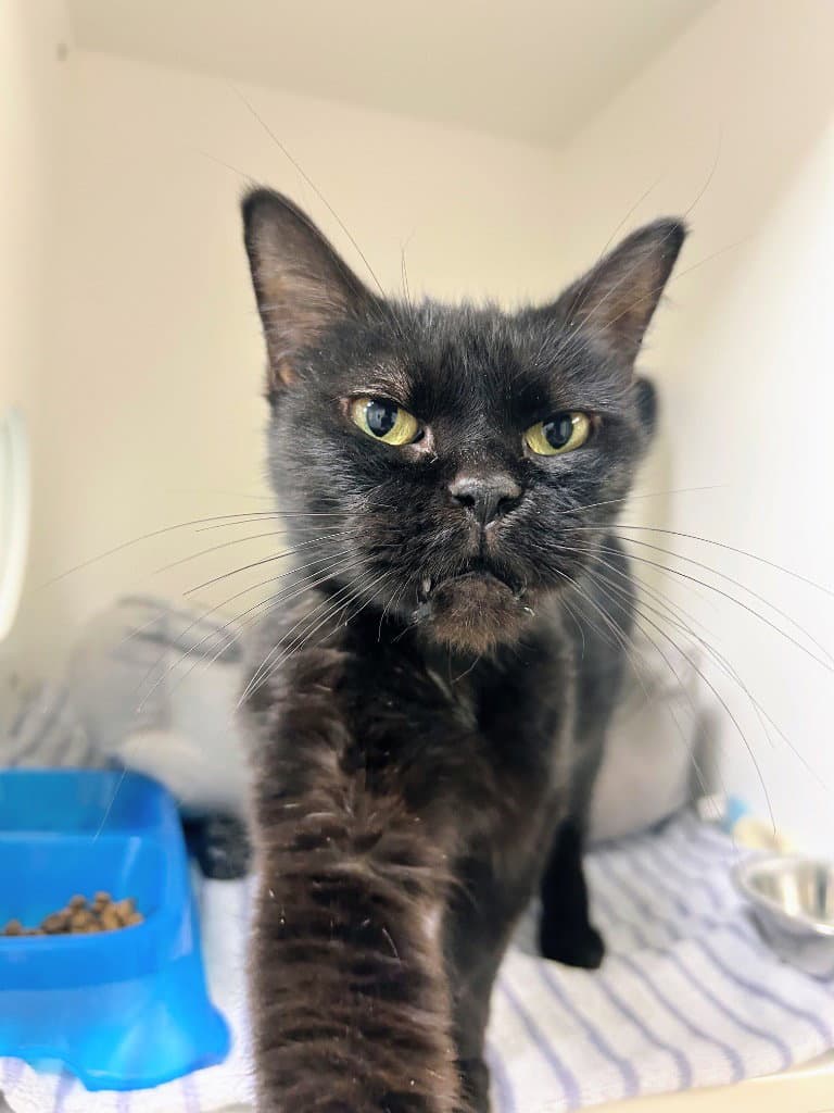 Wilma - Domestic Medium Hair
