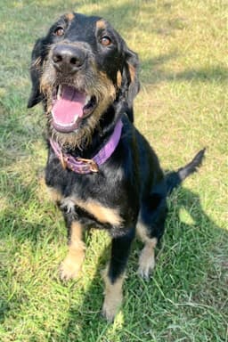 Bella image 1