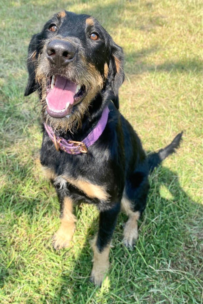 Bella - German Shepherd Dog