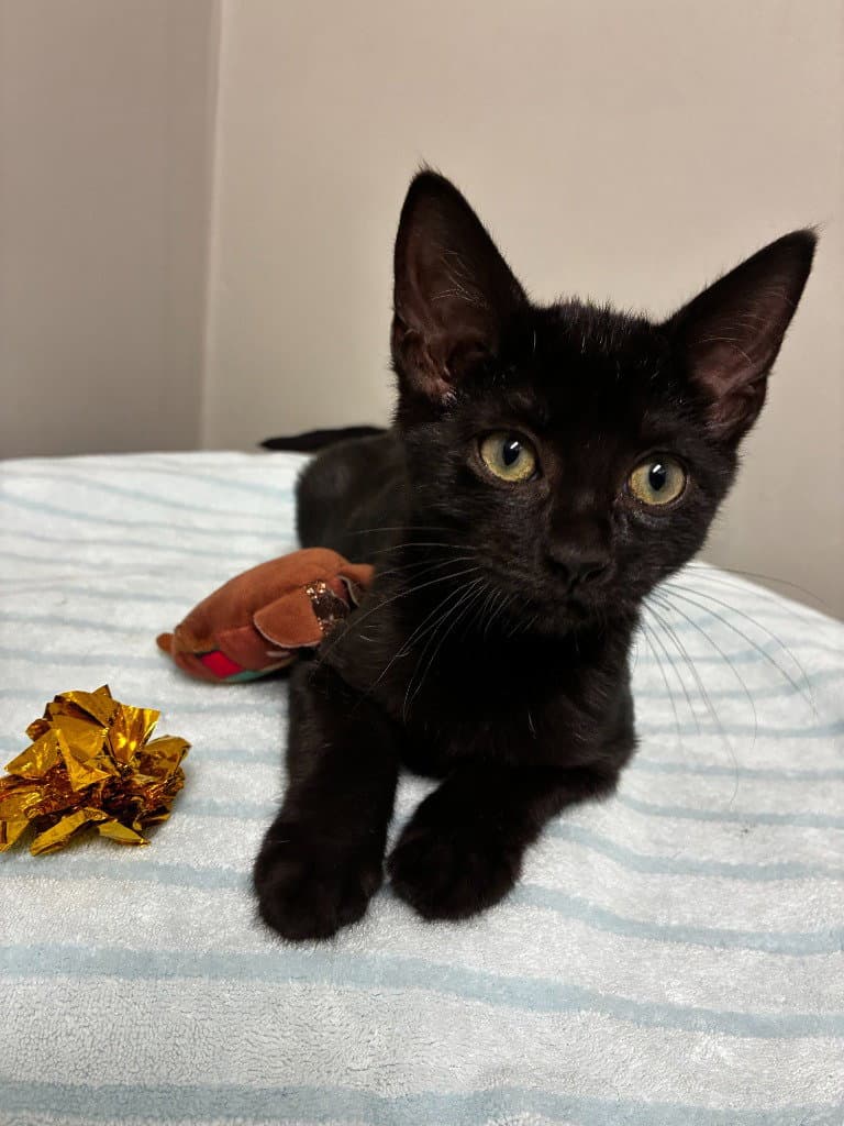 Meteor - Domestic Short Hair