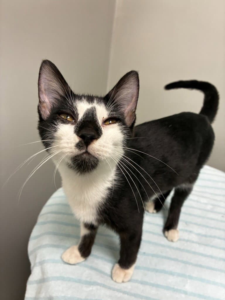 Zebro - Domestic Short Hair