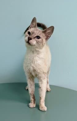 Clover - Domestic Short Hair