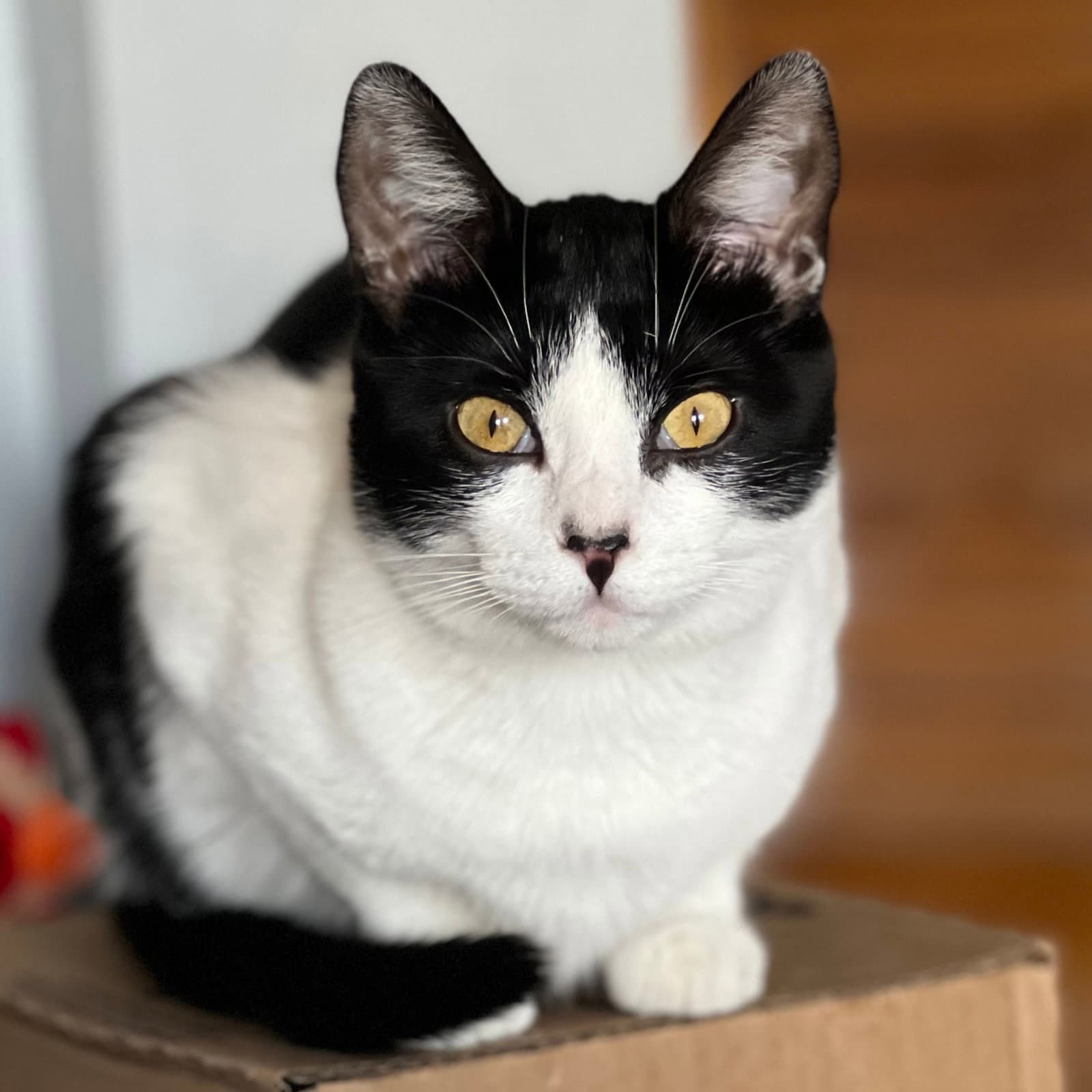 Miss Maple Bonded With Scotty - Domestic Short Hair