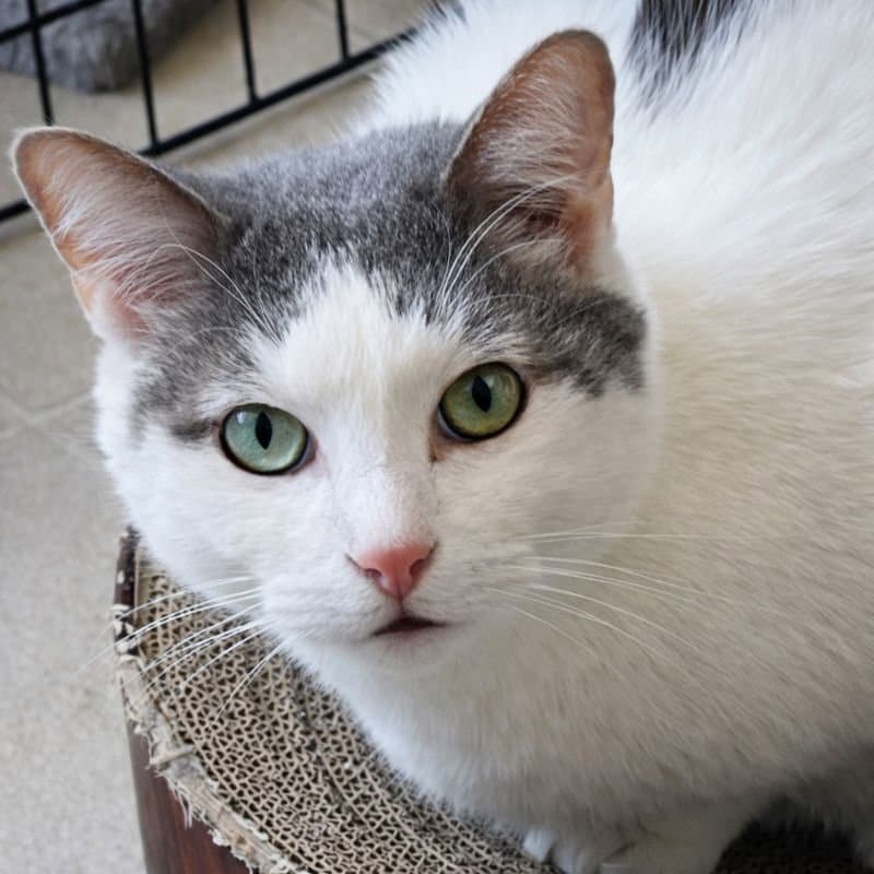 Comet - Domestic Short Hair