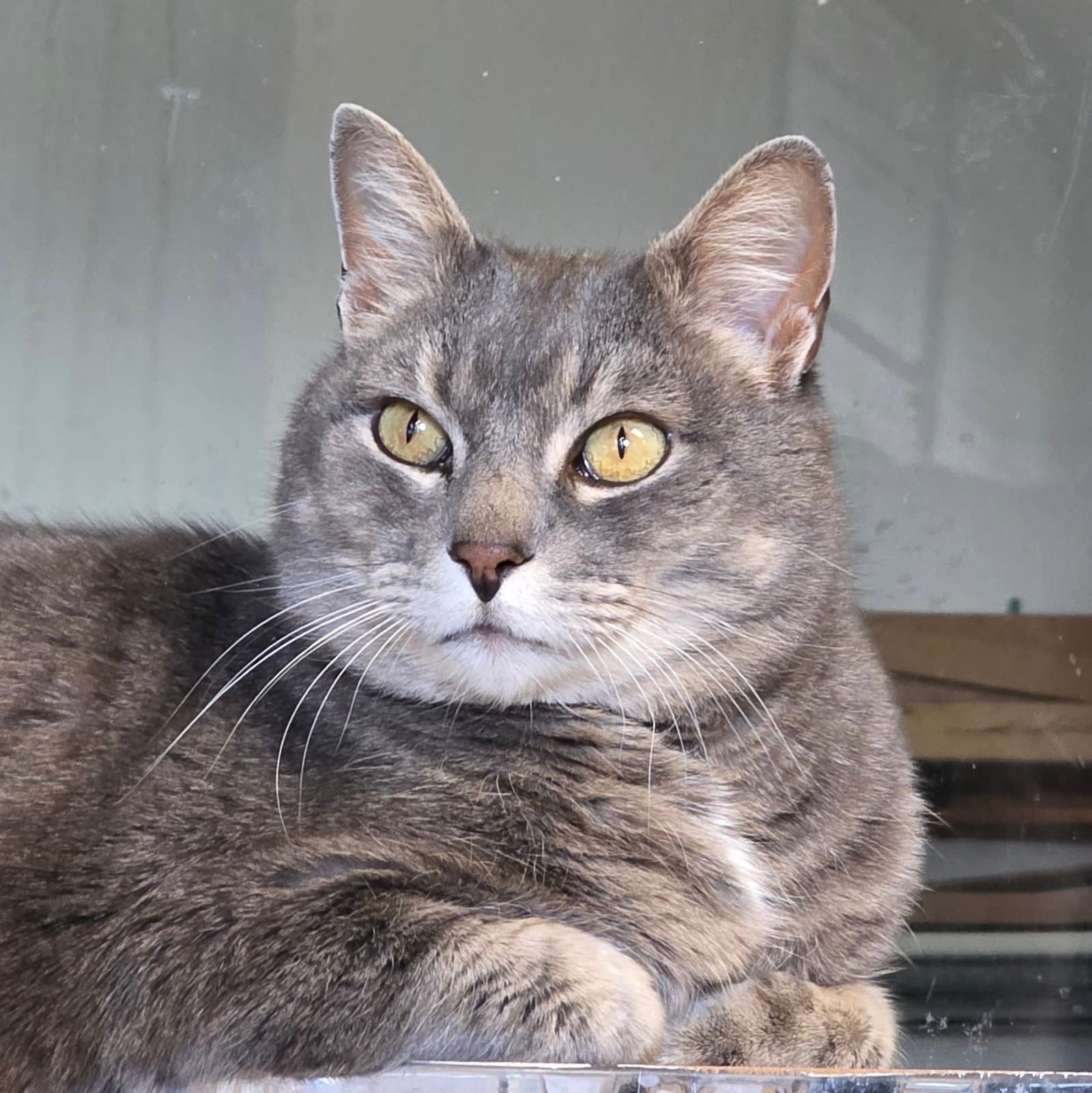 Ilari - Ac Kitty - Domestic Short Hair